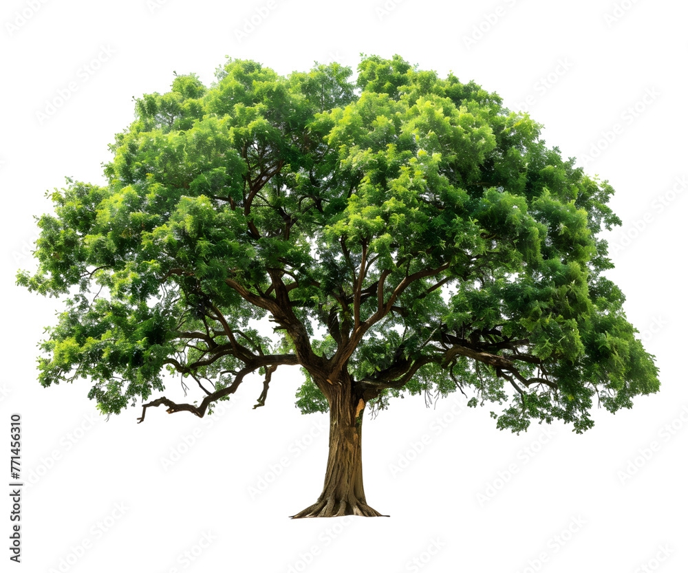 A tree isolated on white transparent background, PNG File. Perfect for clipart
