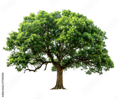 A tree isolated on white transparent background  PNG File. Perfect for clipart