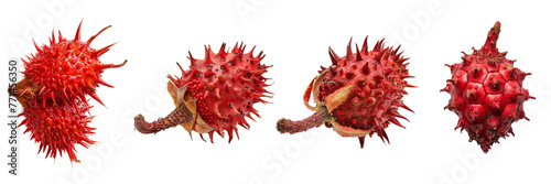Set of a Annatto is in the on a transparent background