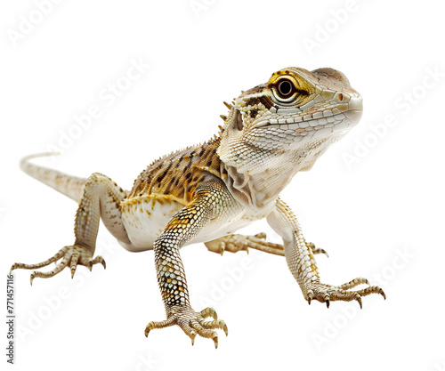 A lizard isolated on white transparent background, PNG File. Perfect for clipart