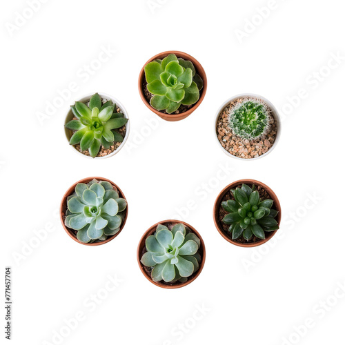 Succulent plants in little pots on a minimal beige wooden table on transparent background