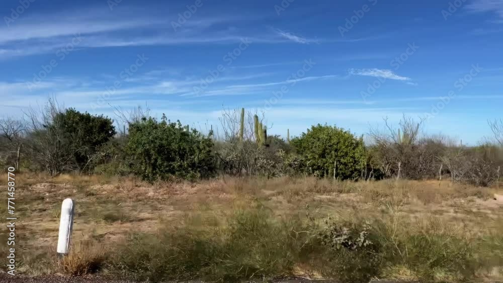 Driving plate side view of desert with cactus and plant scrub in Baja California Sur, Mexico from moving car