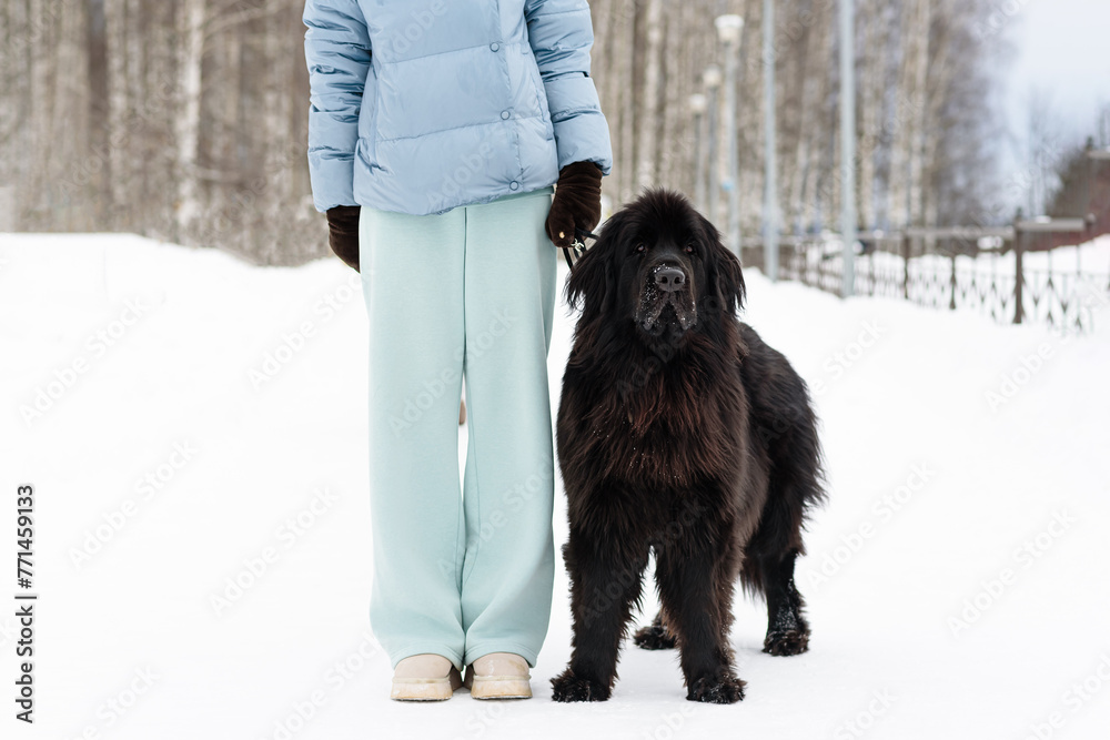 newfoundland dog stands with owner
