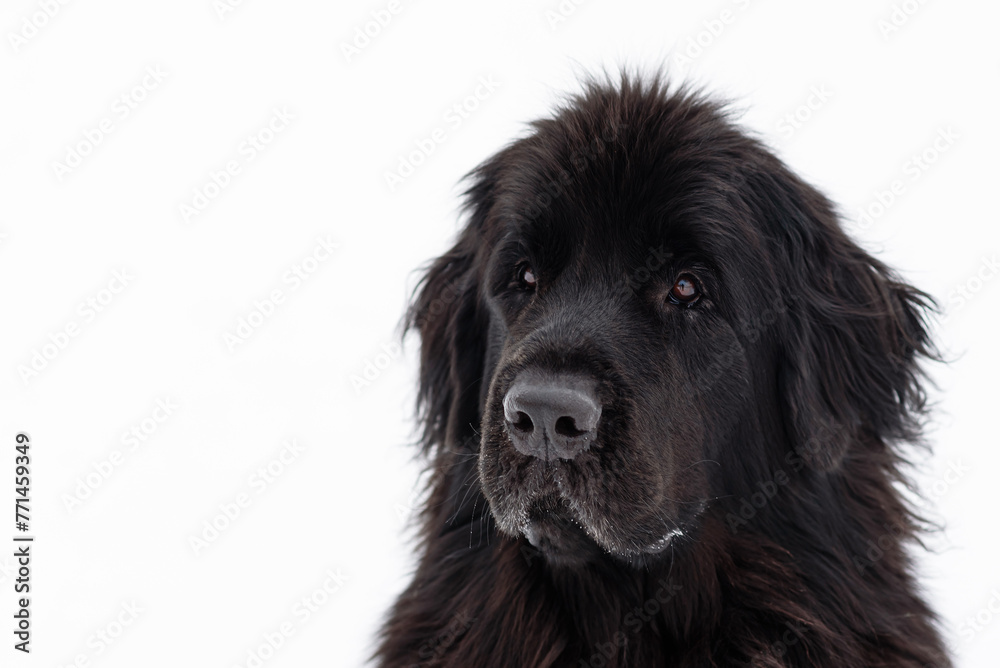 newfoundland dog sits on path newfoundland dog sits on path