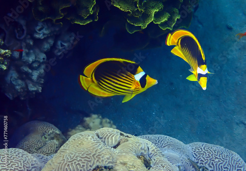 Stripped Butterflyfish, scientific name is Chaetodon fasciatus, belongs to family Chaetodontidae, lives in groups of 2 -6 individuals along shallw parts of coral reefs
