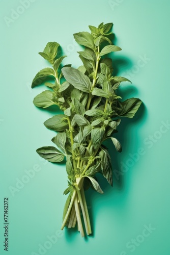 Fresh herbs Oregano. Highly detailed close up image.