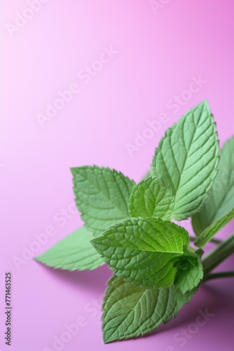 Mint leaves on coloured background. Highly detailed close up image.