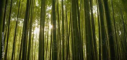 Sunlight Filtering through Dense Bamboo Grove