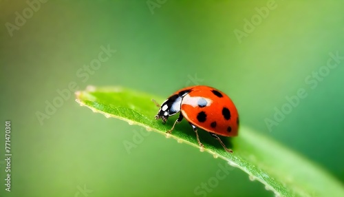 a beautiful tiny ladybird 2 (4) © Shahzadi