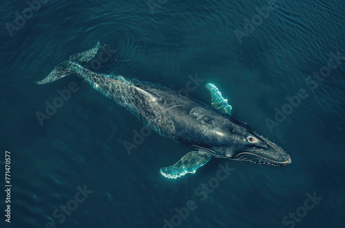 A blue whale swimming in the deep sea © Kien