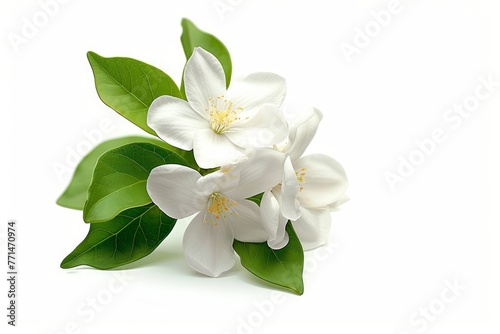 The jasmine flower is alone on a white background with a clip path, serving as a representation of Mother's Day in Thailand, Generative AI  © Clicks Flicks