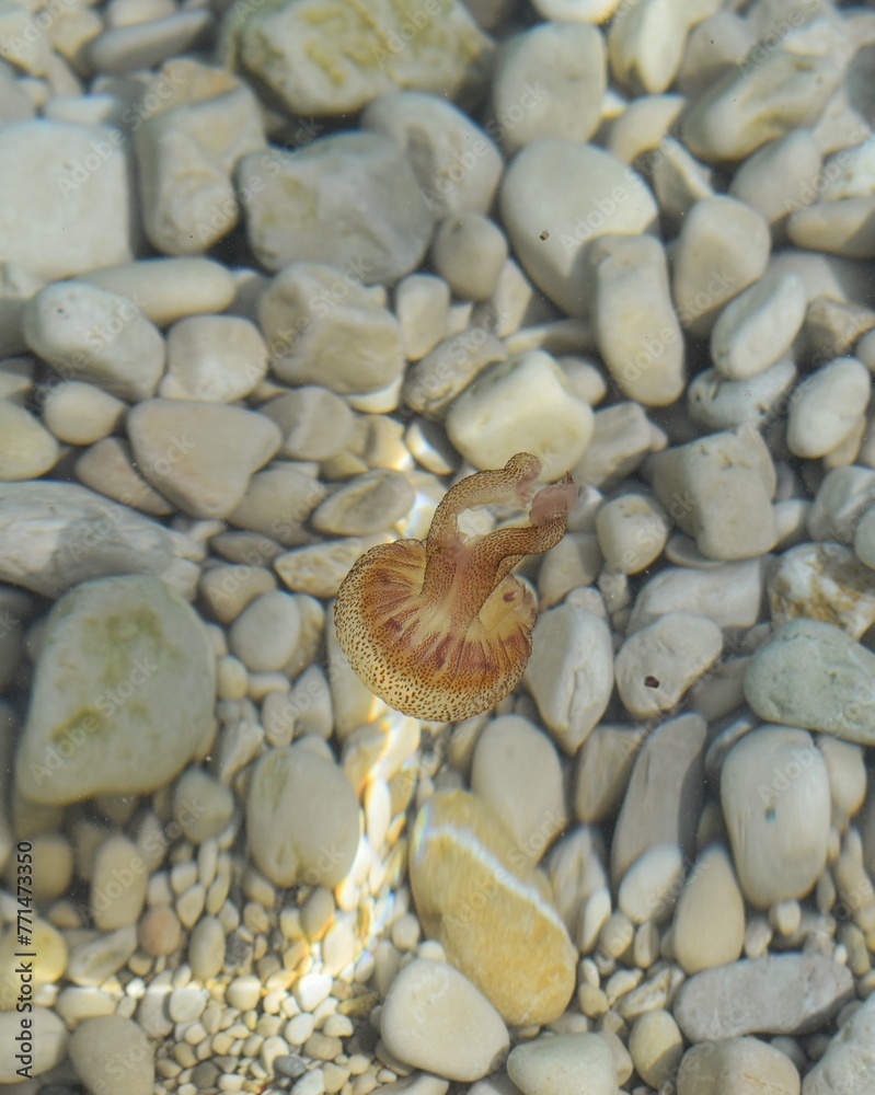 Fototapeta premium jellyfish in the sea