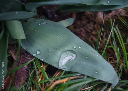 a large drop of water on a green leaf photo