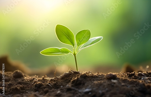 young tree plant growth in soil summer daylight