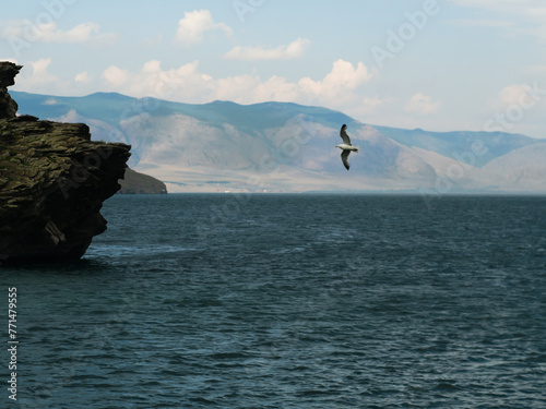 A flying bird on the steep seashore of Lake Baikal