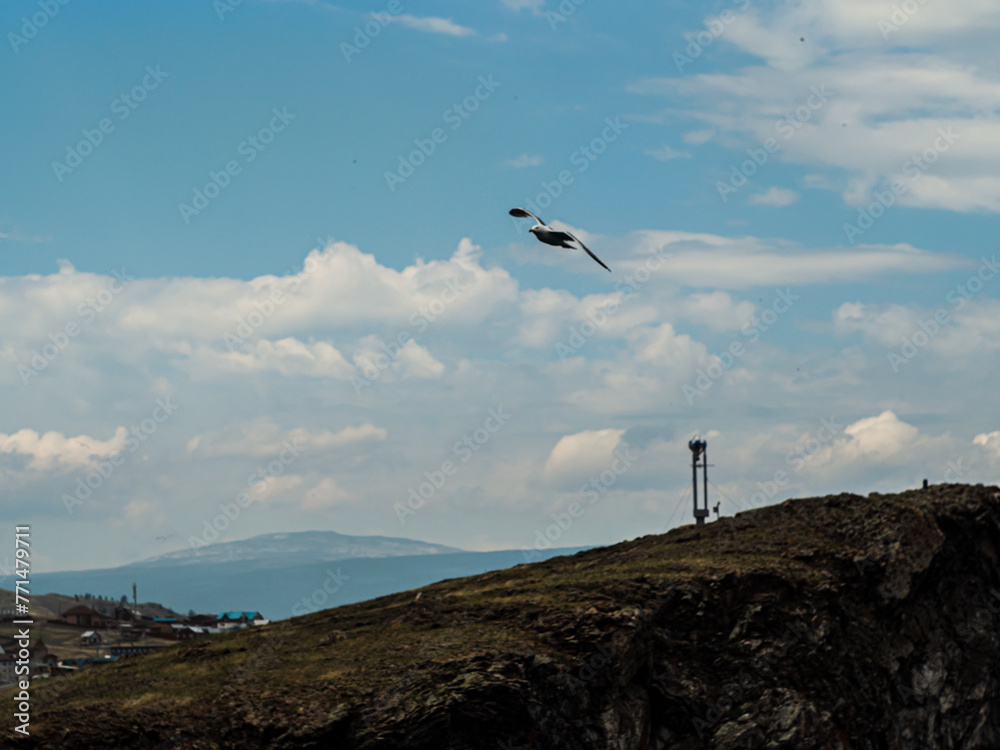 Fototapeta premium A flying bird on the steep seashore of Lake Baikal