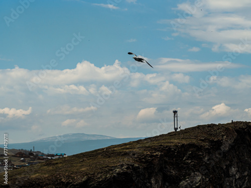 A flying bird on the steep seashore of Lake Baikal