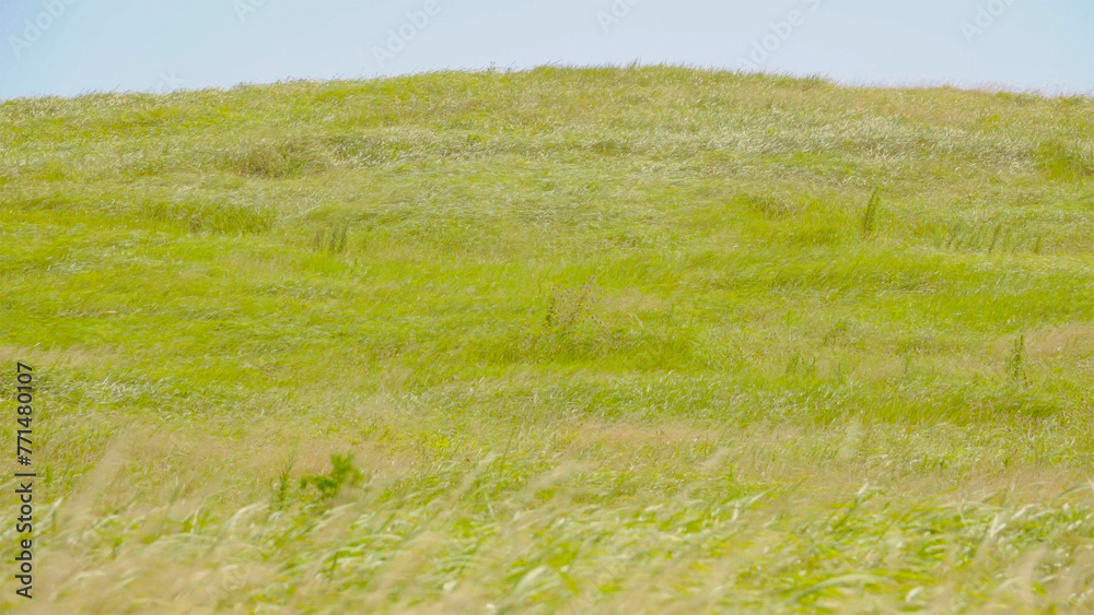 Obraz premium 제주도 푸른 초원 목장