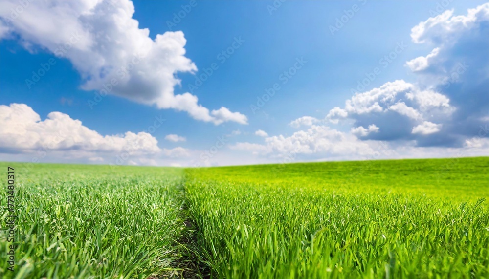Obraz premium grass with blue sky background