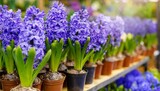 blue violet flowering hyacinths in pots