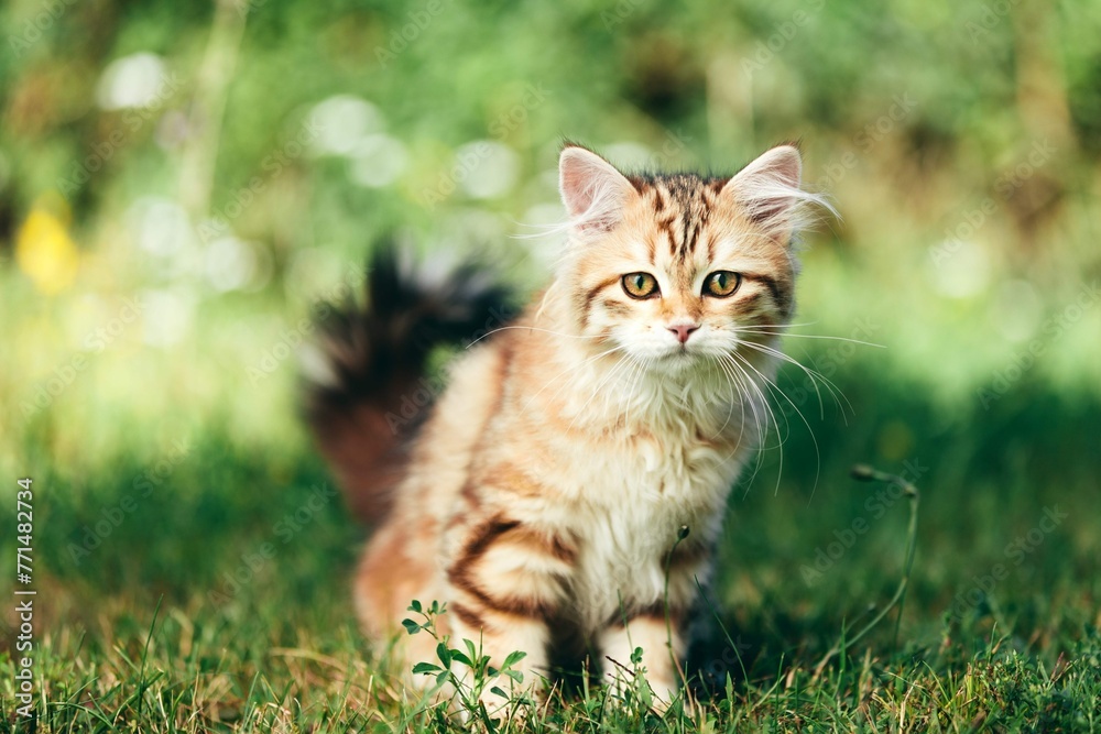 Kitten Siberian Cat Portrait Grass