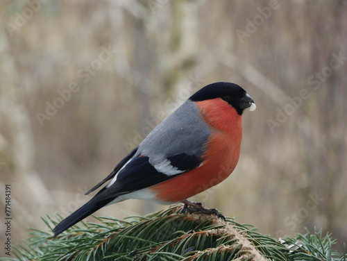 A bullfinch on a blue spruce..