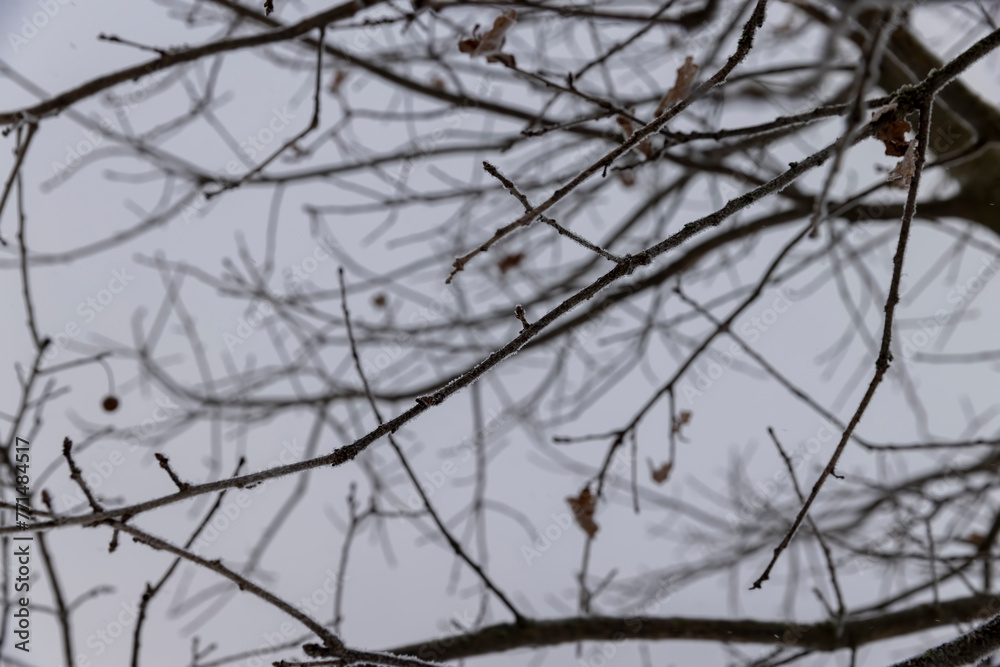 old foliage on an oak tree in winter old foliage on an oak tree in winter