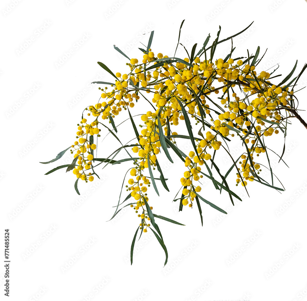 Close up of Acacia saligna Close up of Acacia saligna