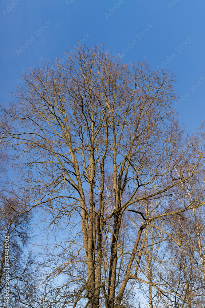 last year's foliage hangs on the branches of an oak tree in February last year's foliage hangs on the branches of an oak tree in February