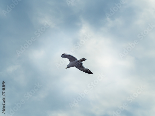 Seagull bird flying on a cloudy sky