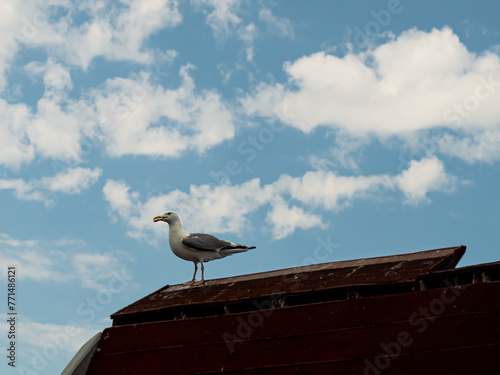 Seagull bird sitting on a wooden ship against the sky