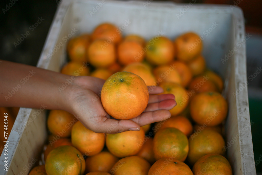 selective focus, tangerine, large, beautiful skin in the hands of farmers Specially selected oranges in orange baskets Sold at a special price by Thai farmers