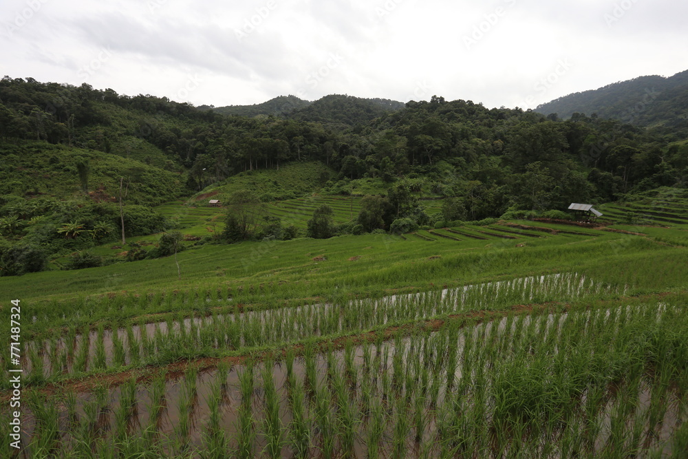 Fototapeta premium Rice fields on the mountain A rice field in the middle of a mountain forest in Thailand is used during the rainy season when rice plants are just beginning to be planted.