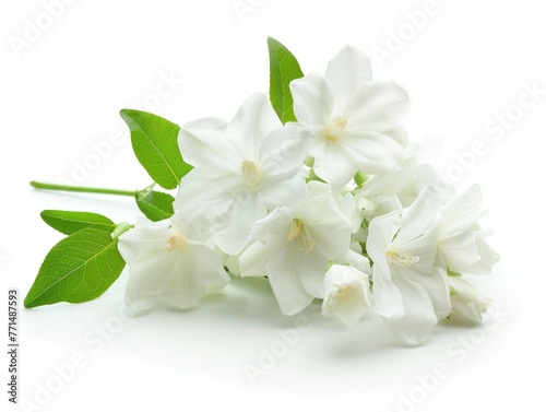 Jasmine on White. Ornamental Bunch of White Jasmine Flowers with Leaves on Isolated White Background. Perfect Botany Image for Tea or Formal Events © Web