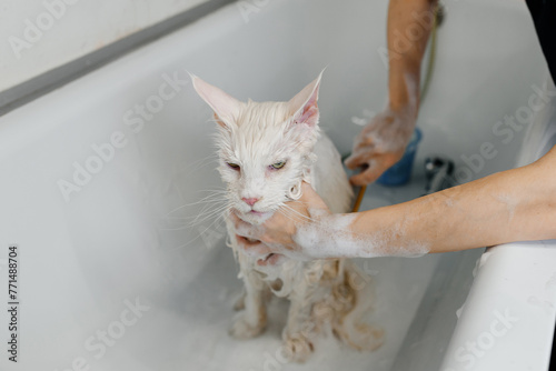 grooming of big white cat