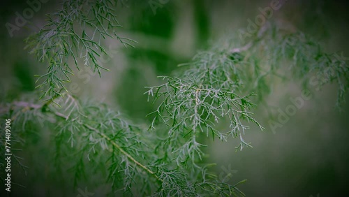 Canary Island tamarisk - Tamarix canariensis Willd.