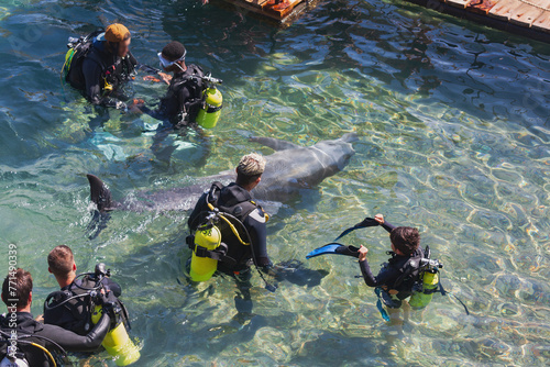 divers in clear water with a dolphin are wearing black wetsuits and have yellow oxygen tanks. The dolphin is gray and near the surface. A wooden platform floats nearby. Sunlight penetrates the water
