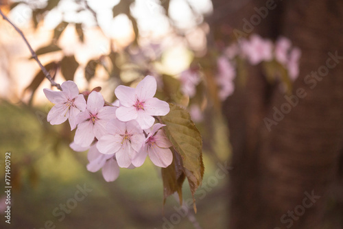 pink cherry tree blossoms in spring