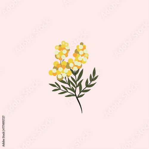 Branch of Mimosa isolated on white background. Spring yellow flowers. Vector