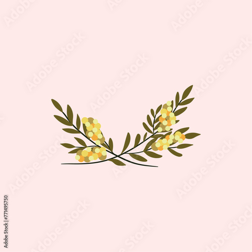Branch of Mimosa isolated on white background. Spring yellow flowers. Vector