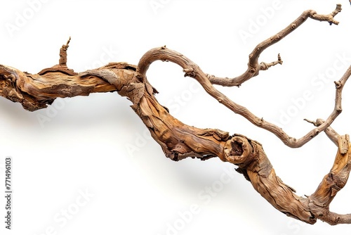 Twisted dry jungle branch isolated on white background, showcasing intricate natural textures