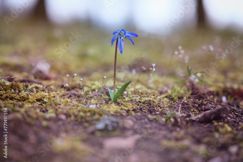 blume, frühling, natur, pflanze, krokus, aufblühen, schönheit, blau, flora, garten, lila, veilchen, blühen, wiese, jahreszeit, makro, blatt, sommer, wald, close up, wildblume, feld, blume, sommer, blu