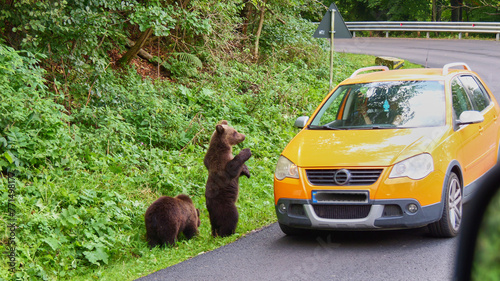 Photography begging young bear in carpathians standing upright close to a car