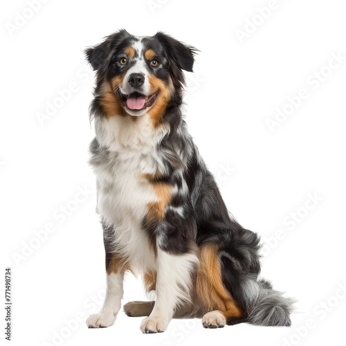 Smiling Australian Shepherd Sitting Down