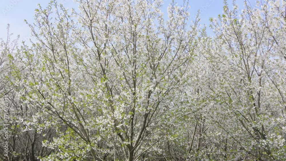 Pear blossoms flower on a sunny spring day. Pear blossoms flower on a sunny spring day.