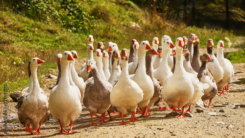 group of geese walking along a track