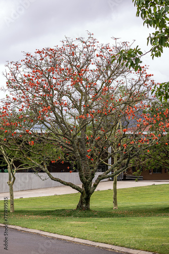 Unusual beautiful exotic tree Erythrina caffra, corallodendron. African flora, Coral blooming tree, without leaves, big bright red orange flowers. Trees collection Spring october in South Africa.