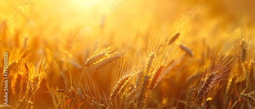 A close-up of a field of green wheat growing in warm sunlight.