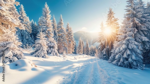 Incredible winter landscape with snowcapped pine trees under bright sunny light in frosty morning. Amazing nature scenery in winter mountain valley. Awesome natural Background. © somneuk