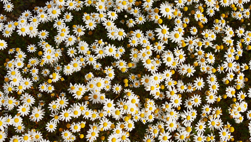 daisies flower carpet